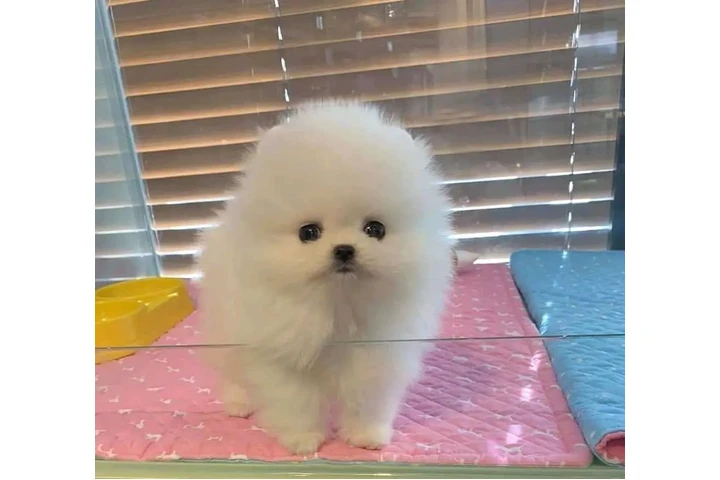 $300 : French bulldog and Pomeranian image 2