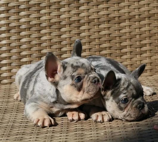 $400 : Pretty French bulldog image 1