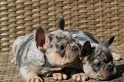 Pretty French bulldog en Omaha