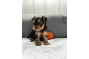Cachorros Yorkshire Terrier en Miami