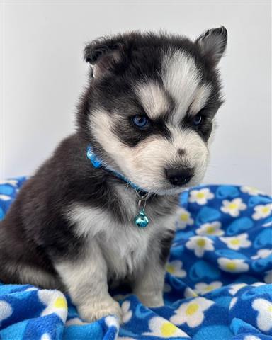 $350 : Cachorrito Husky Siberiano image 4