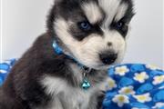 $350 : Cachorrito Husky Siberiano thumbnail