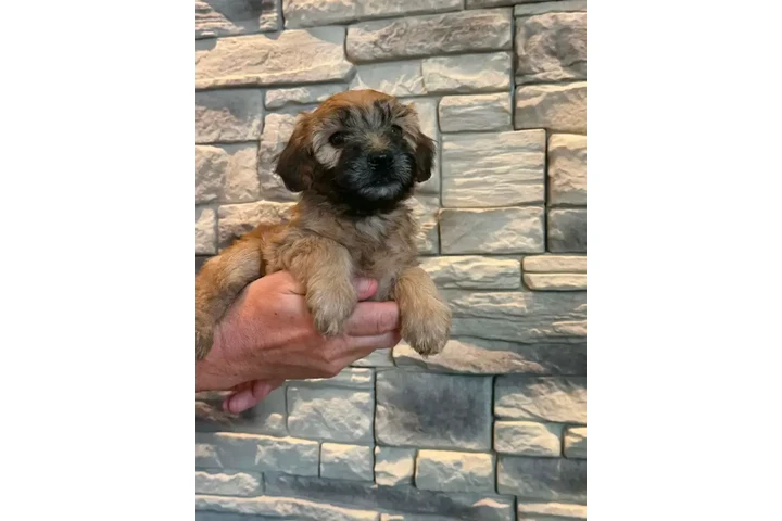$1400 : 4 Whoodle puppies image 1