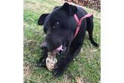 Cuido mascotas a domicilio en Montevideo