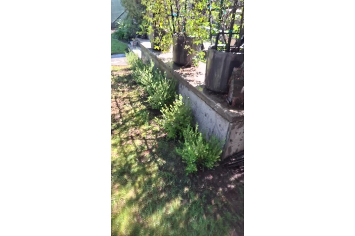 Gardening California image 4