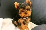 Yorkies rotos criados en casa en Bakersfield