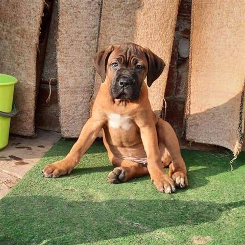 $500 : Socialized Cane Corso puppies image 1