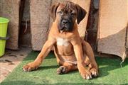 Socialized Cane Corso puppies en New Haven