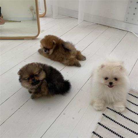 $350 : Cachorros Pomerania en venta image 3