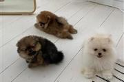 $350 : Cachorros Pomerania en venta thumbnail