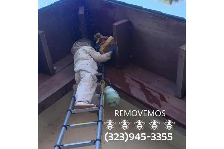 24/7 BEE REMOVAL SERVICE 100% image 6