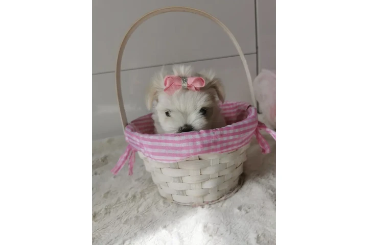 $300 : Adorable Cachorra Maltesa image 1