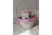 Adorable Cachorra Maltesa en Jackson