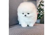 French bulldog and Pomeranian en Miami