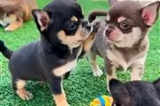 Chihuahua puppies for sale en Montreal