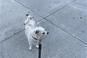 Chihuahua varón busca hogar en Los Angeles