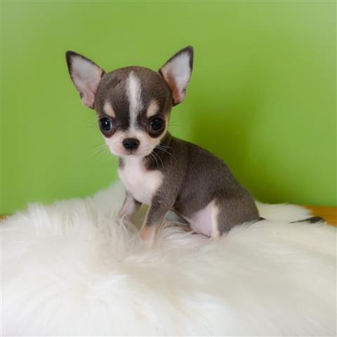 $250 : Chihuahua puppies image 3