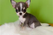 $250 : Chihuahua puppies thumbnail