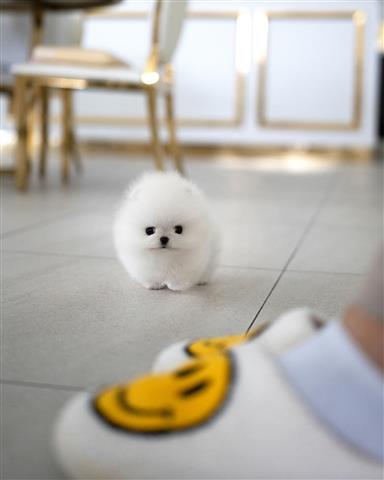 $300 : Pomeranians puppy image 3