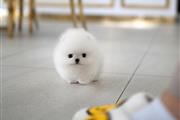 $300 : Pomeranians puppy thumbnail