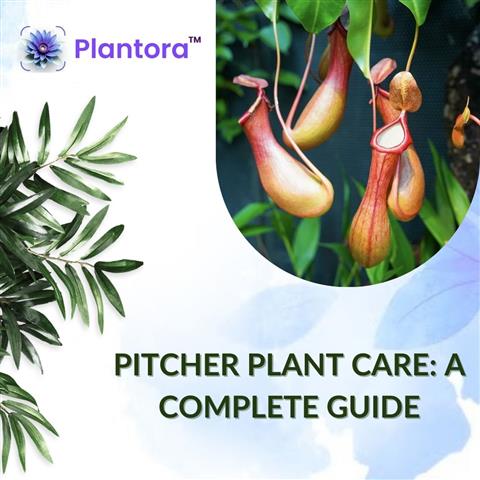 Pitcher Plant Care Guide image 1