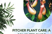 Pitcher Plant Care Guide en Leon de Los Aldama