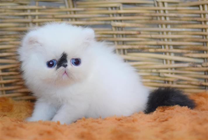 $300 : Lenovo Kittens image 2