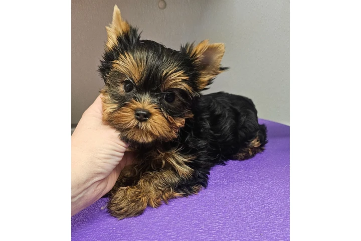 $250 : 🐶 🐾nIcE T-cupYorkie Pups🐶❤️ image 2