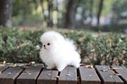 $250 : Pomeranian puppies thumbnail