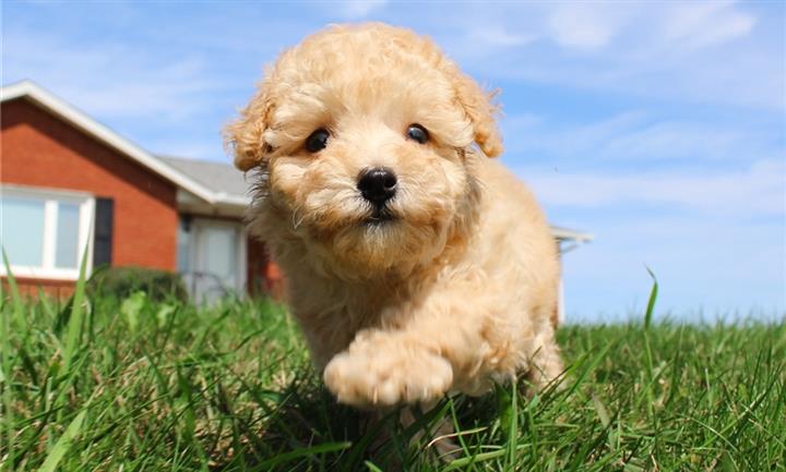 $500 : Adorable Poodle puppies 4 sale image 3