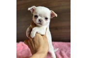 Cute Chihuahuas Available en Miami