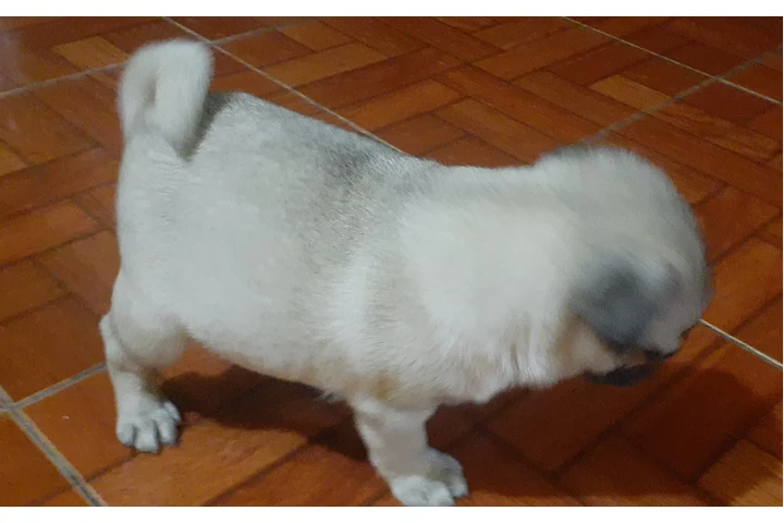 $3500 : Cachorros pug image 3