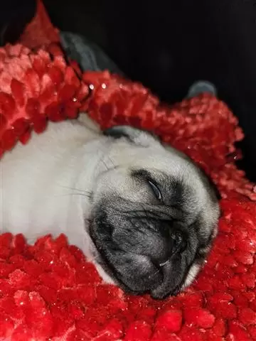 $500 : Puppys Pug image 2