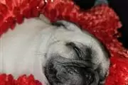 $500 : Puppys Pug thumbnail