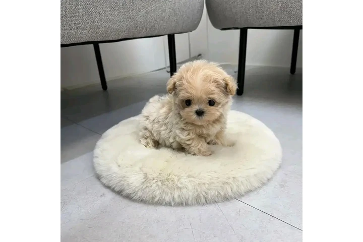 $400 : Teacup maltipoo puppy for sale image 2