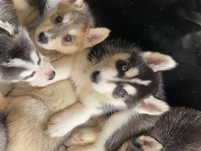 $500 : Sweet Siberian Husky Puppies image 3
