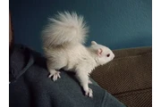 $290 : Adorable ardilla en adopción thumbnail