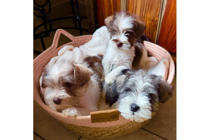 $1200 : Mini schnauzer image 5