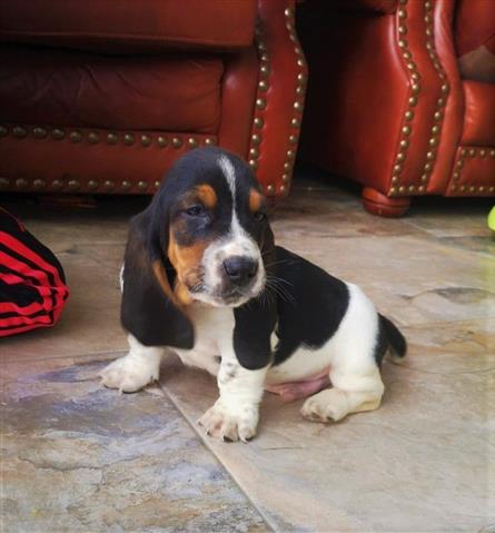 $700 : Basset Hound Puppies Top Quali image 2