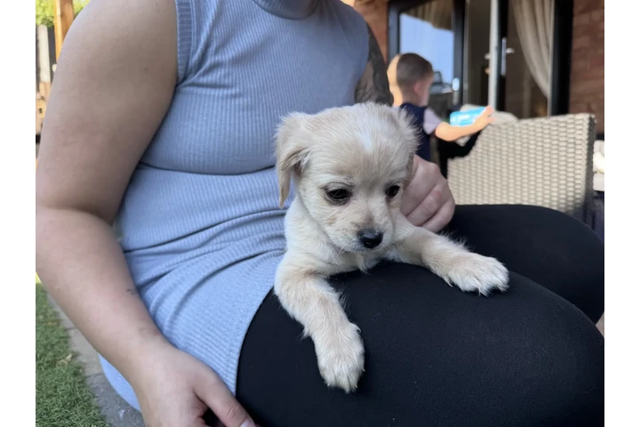 $475 : bichon's frise puppys ready. image 2
