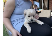 $475 : bichon's frise puppys ready. thumbnail