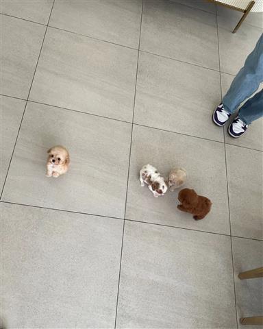 $350 : mini cachorros en venta image 2