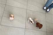 $350 : mini cachorros en venta thumbnail