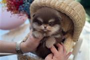 $300 : Pomeranian puppies for sale thumbnail