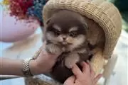 $250 : Pomeranian puppies for sale thumbnail