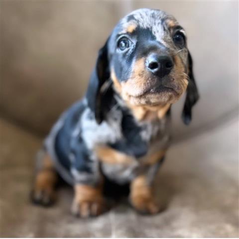 $600 : Adorables cachorros Dachshund image 2