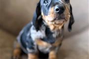 $600 : Adorables cachorros Dachshund thumbnail