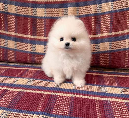 $400 : Teacup Pomeranian  For Sale image 2