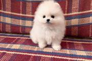 $400 : Teacup Pomeranian  For Sale thumbnail