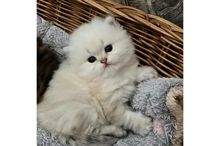 $240 : Gatitos ragdoll bebés image 1